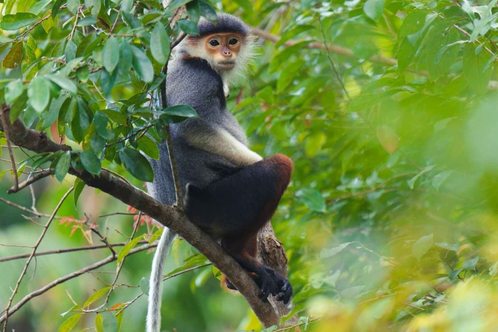 Khám phá hệ sinh thái độc đáo trong Động Thiên Đường - Quảng Bình 10 Khỉ Langur Trường Sơn